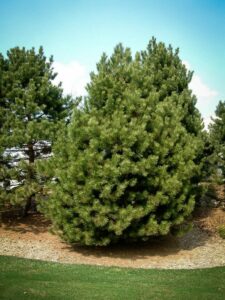 Сосна Чёрная (Pinus Nigra) купить по цене от 270.00р. в интернет-магазине «Посадика» с доставкой почтой в в Плавске и по всей России – [изображение №1].