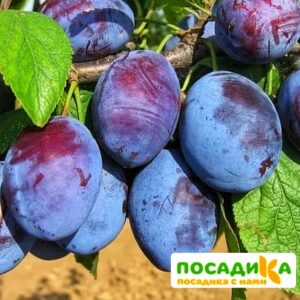 Слива Чачакская ранняя купить по цене от 229.00р. в интернет-магазине «Посадика» с доставкой почтой в в Плавске и по всей России – [изображение №1].