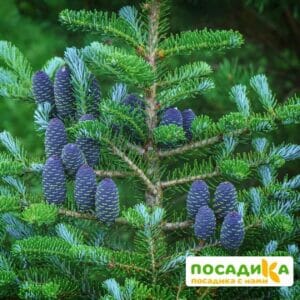 Пихта корейская (Abies koreana) купить по цене от 450.00р. в интернет-магазине «Посадика» с доставкой почтой в в Плавске и по всей России – [изображение №1].