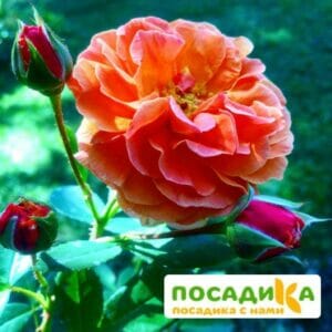 Роза Арабия купить по цене от 350.00р. в интернет-магазине «Посадика» с доставкой почтой в в Плавске и по всей России – [изображение №1].