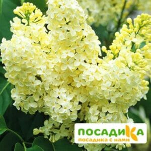 Сирень Примроуз (Primrose) купить по цене от 529.00р. в интернет-магазине «Посадика» с доставкой почтой в в Плавске и по всей России – [изображение №1].