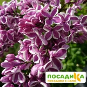 Сирень Сенсация купить по цене от 529.00р. в интернет-магазине «Посадика» с доставкой почтой в в Плавске и по всей России – [изображение №1].