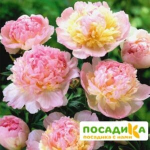 Пион Распберри Сандей (Paeonia Raspberry Sundae) купить по цене от 959р. в интернет-магазине «Посадика» с доставкой почтой в в Плавске и по всей России – [изображение №1].