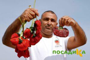 Клубника Гигант Джорнея купить по цене от 266р. в интернет-магазине «Посадика» с доставкой почтой в в Плавске и по всей России – [изображение №1].