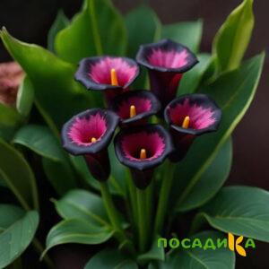 Калла Аура Лейс купить по цене от 400р. в интернет-магазине «Посадика» с доставкой почтой в в Плавске и по всей России – [изображение №1].