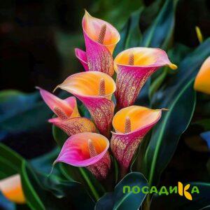 Калла Оникс купить по цене от 450р. в интернет-магазине «Посадика» с доставкой почтой в в Плавске и по всей России – [изображение №1].
