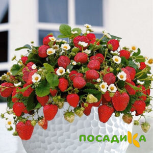 Клубника Рубиновый Шепот (горшечная) купить по цене от 240р. в интернет-магазине «Посадика» с доставкой почтой в в Плавске и по всей России – [изображение №1].
