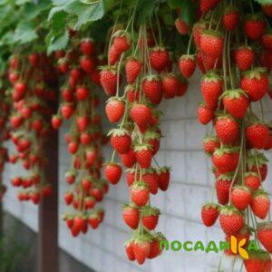 Клубника вьющаяся Комплимент купить по цене от 470р. в интернет-магазине «Посадика» с доставкой почтой в в Плавске и по всей России – [изображение №1].