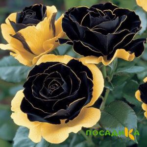 Роза Ханни Сикл купить по цене от 700р. в интернет-магазине «Посадика» с доставкой почтой в в Плавске и по всей России – [изображение №1].