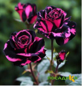 Роза Багровый Шепот купить по цене от 366р. в интернет-магазине «Посадика» с доставкой почтой в в Плавске и по всей России – [изображение №1].