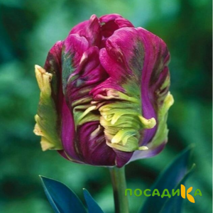 Тюльпан Экзотик Хэвен купить по цене от 186р. в интернет-магазине «Посадика» с доставкой почтой в в Плавске и по всей России – [изображение №1].