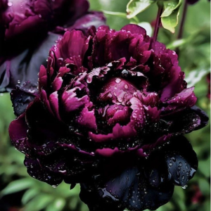 Пион Темный Сад купить по цене от 421р. в интернет-магазине «Посадика» с доставкой почтой в в Плавске и по всей России – [изображение №1].