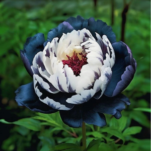 Пион Древовидный Инь-Янь купить по цене от 419р. в интернет-магазине «Посадика» с доставкой почтой в в Плавске и по всей России – [изображение №1].