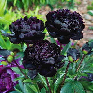 Пион Королевский Бархат купить по цене от 419р. в интернет-магазине «Посадика» с доставкой почтой в в Плавске и по всей России – [изображение №1].