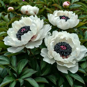 Пион Инк Эн купить по цене от 429р. в интернет-магазине «Посадика» с доставкой почтой в в Плавске и по всей России – [изображение №1].