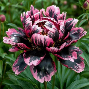 Пион Дроп Руби купить по цене от 469р. в интернет-магазине «Посадика» с доставкой почтой в в Плавске и по всей России – [изображение №1].