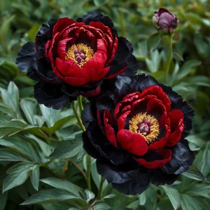 Пион Эбеновый Рубин купить по цене от 419р. в интернет-магазине «Посадика» с доставкой почтой в в Плавске и по всей России – [изображение №1].