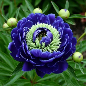 Пион Дримвивер купить по цене от 417р. в интернет-магазине «Посадика» с доставкой почтой в в Плавске и по всей России – [изображение №1].